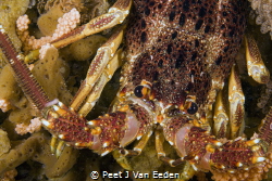 West Coast Lobster on the cold Atlantic side of the Cape ... by Peet J Van Eeden 